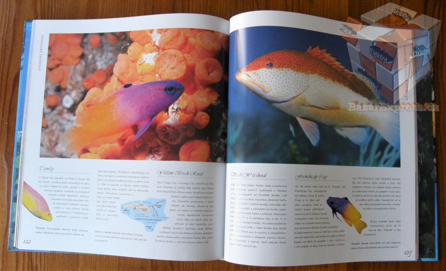 Nejkrásnější potápěčská místa v Karibiku - Lawson Wood