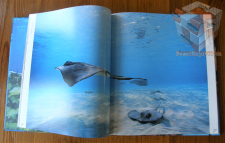 Nejkrásnější potápěčská místa v Karibiku - Lawson Wood