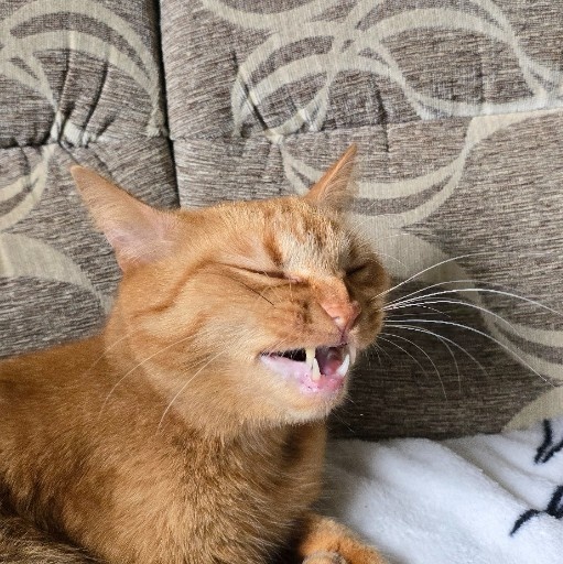 Vláďa